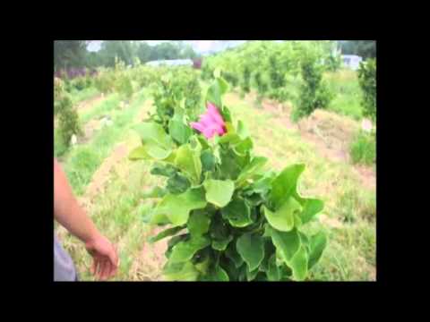 how to dig up and replant a magnolia tree