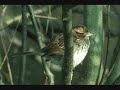 vieille chanson by bizet sung by bellerose74