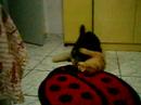 Deita e rola 2/4