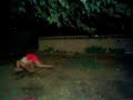 patini guillen wrestling