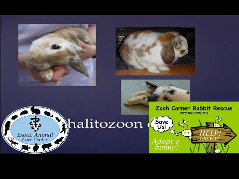 how to cure e. cuniculi in rabbits
