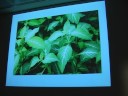 Kathleen Harrison at the WPF about Salvia [part 1 of 2]