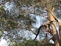 Berkeley Oaks - Tree sitter running across lines Berkeley Oaks - Tree sitter running across lines