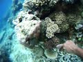 FijiSnorkelVid.AVI