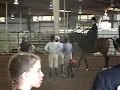 Warm Up for Side Saddle