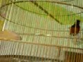 Murai Di2k Blitar Siap Latber01