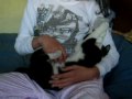 el supergato tomando mamadera el supergato tomando mamadera