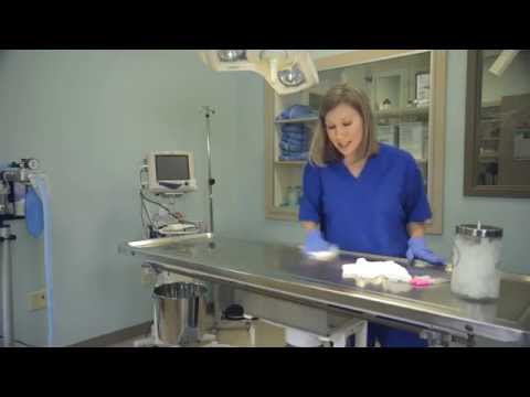 5 Reasons You Should Thank a Vet Tech