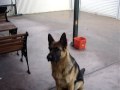 8 month old German Shepherd Sam Training Session
