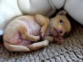 mimi (baby chihuahua)