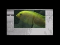 Fische und andere Lebewesen