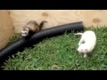 Ferret playing outside