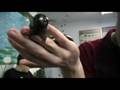 videos de Giant African Millipede