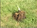 Space Alien Plant Melts ice, hooded, tendril, bloom, skunk