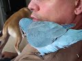 Tycho, the quaker parrot, talks and POOPs on Ihor!