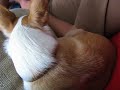 Tycho, the quaker parrot, talks and POOPs on Ihor!