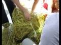 videos de Delfini e salvataggio di tartarughe a Gran Canaria