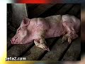 bring me the horizon peta2 interview