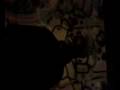 videos de el negrillo xD de risas y sonrisas 2
