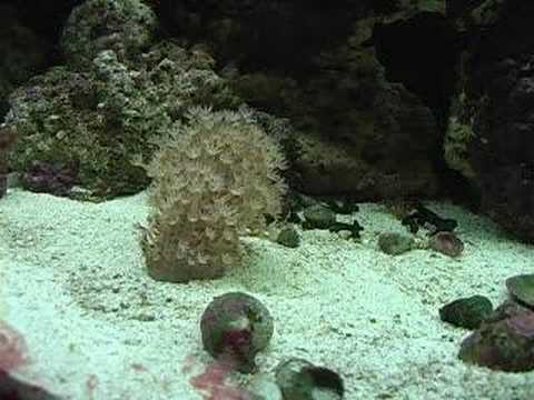 Emerging Sea Pen