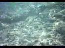 Hanauma Bay Action cam