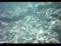 Hanauma Bay Action cam