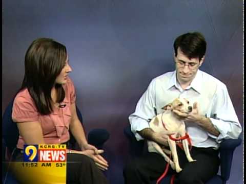 how to control dog hair