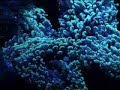 触手動画