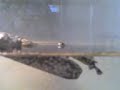 Turtle Doing Push- ups Turtle Doing Push- ups