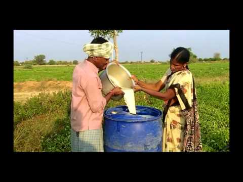 how to transplant bittersweet vine