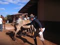Confirmação Cavalo Crioulo... Confirmação Cavalo Crioulo...