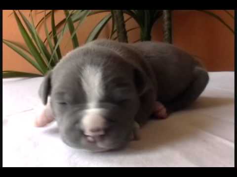 amstaff