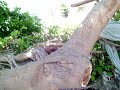 Trees being chainsawed in L.A. River by the City