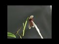 Amazing Orchid Amazing Orchid