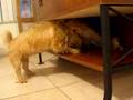 Twix's new spot - Twizzler not allowed!
