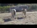 videos de The Three Musketeers.mov