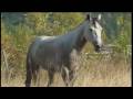 videos de anteri