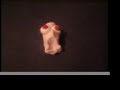 human-clay.html