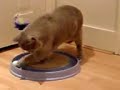 ボール猫動画