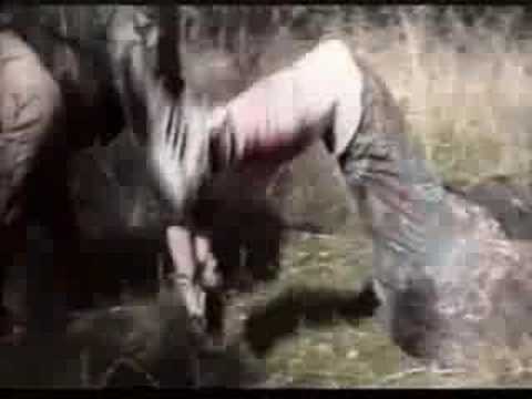 Videos Decapitaciones Reales Orden