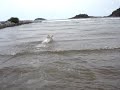Labrador Chopp buscando o toco!