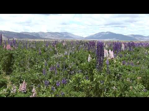 how to harvest lupine seeds
