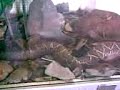 O tombo da cobra