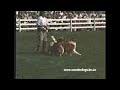 Wonderdogs.bc.ca -- The Most Amazing Dog Trick Ever!