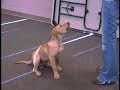 Copper Top Dog Tricks Part 1 Copper Top Dog Tricks Part 1