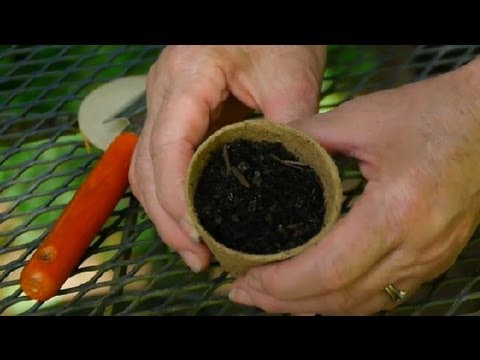 how to preserve sunflower seeds to replant