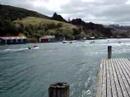 Racing Seagulls Careys Bay Dunedin 2008