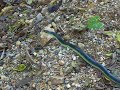 Speckled Kingsnake