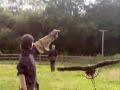 White Tail Sea Eagle