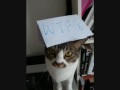 My Cat Funny Tricks -Cannon Printer